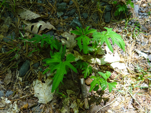 Photo By: Julie A. Lundgren. Photo taken: Columbia County, NY on 4 June 2020